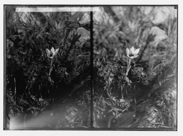 Photograph of Palestinian wildflower